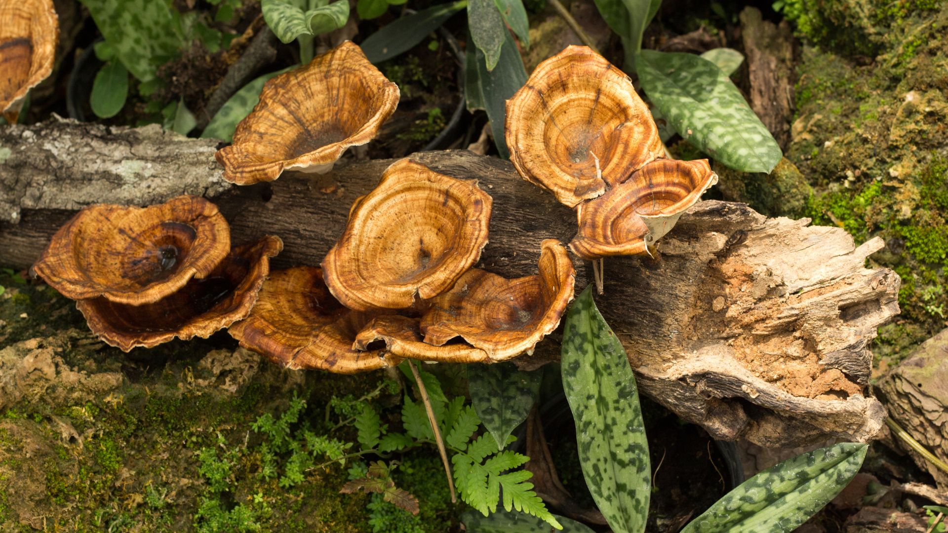 Mushroom Magic: Exploring Nature's Pharmacy for Medicinal Benefits