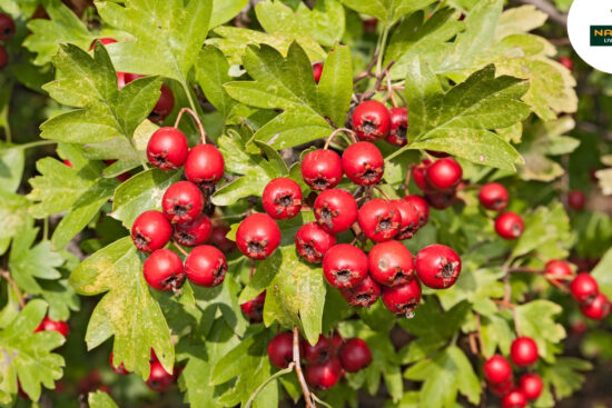 Cowberries clustered on a tree branch surrounded by vibrant green leaves, showcasing a natural and colorful scene.