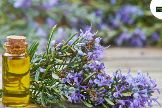 A small bottle of rosemary essential oil surrounded by fresh rosemary sprigs on a wooden surface.