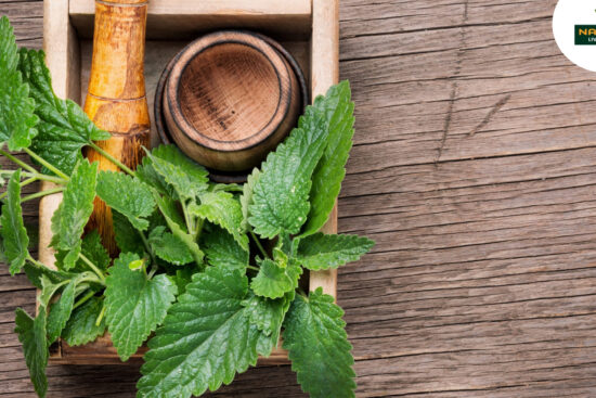The Lemon Balm herb are placed in a wooden bowl, and a wooden spoon is also placed alongside it.