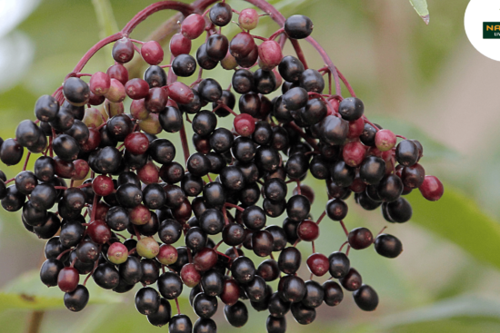 Elderberry Nature’s Powerful Remedy for Immunity and Skin Health