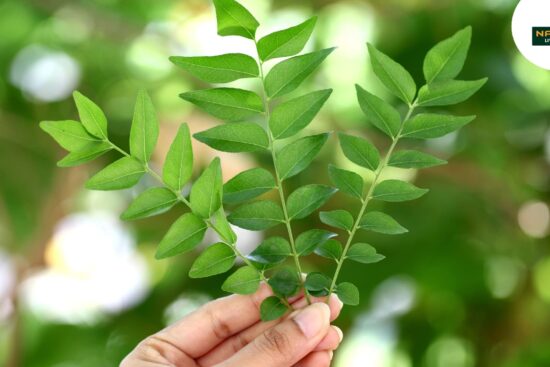 Curry Leaves Nature’s Aromatic Healer
