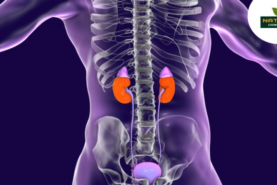 What Foods Help Repair Kidneys?