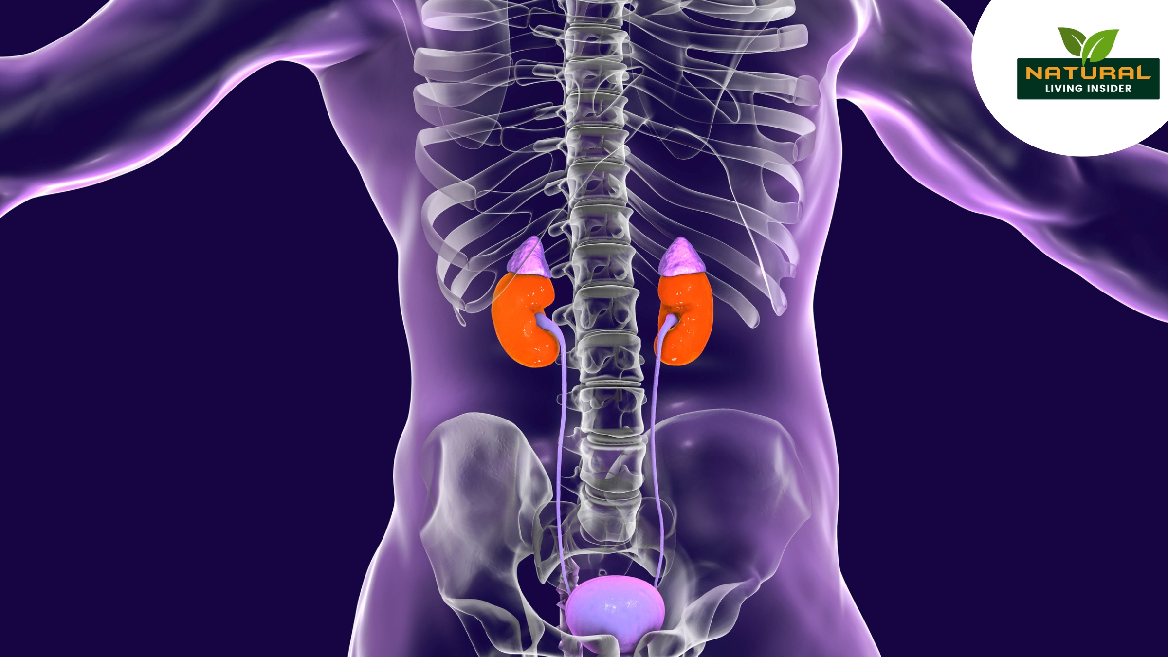 What Foods Help Repair Kidneys?