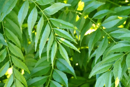 4 Brilliant Ways to Use Curry Leaves for Shiny, Long, and Voluminous Hair