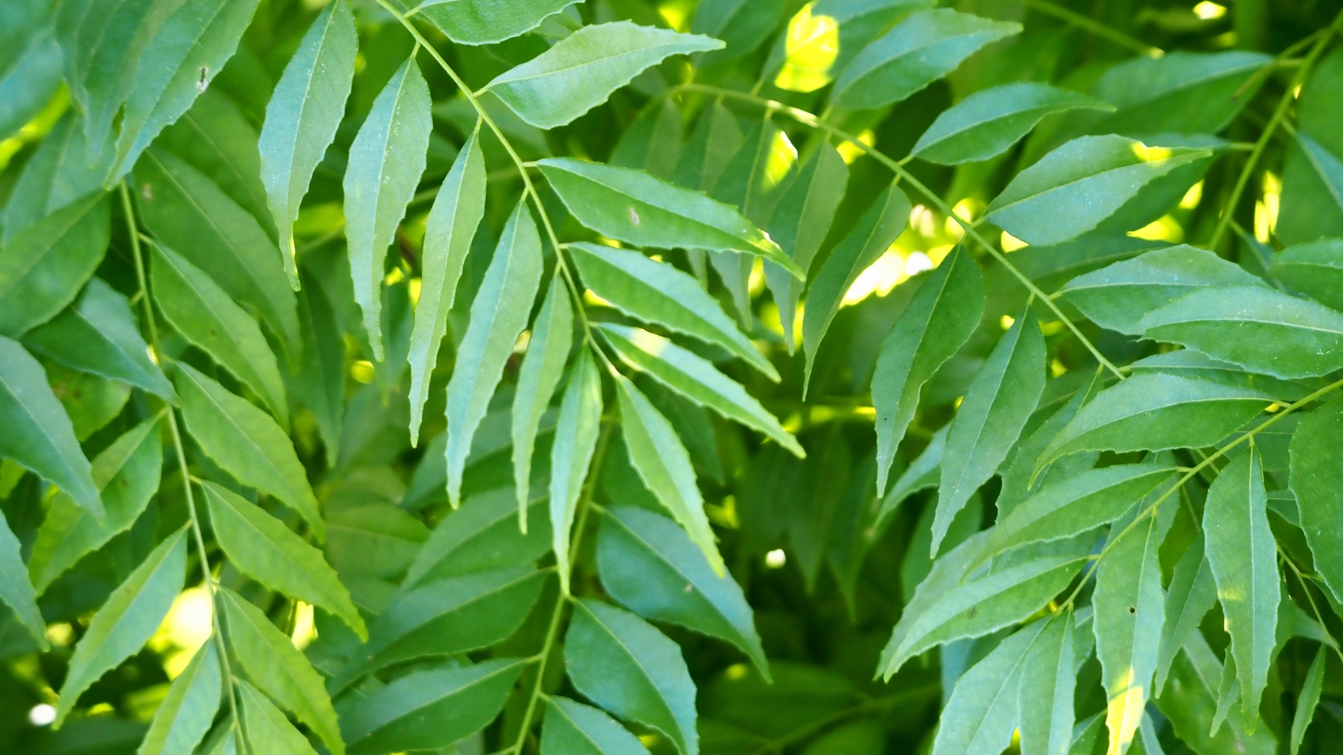 4 Brilliant Ways to Use Curry Leaves for Shiny, Long, and Voluminous Hair