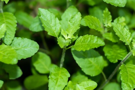The Queen of Herbs Exploring Tulsi Benefits for Immunity, Stress, and More