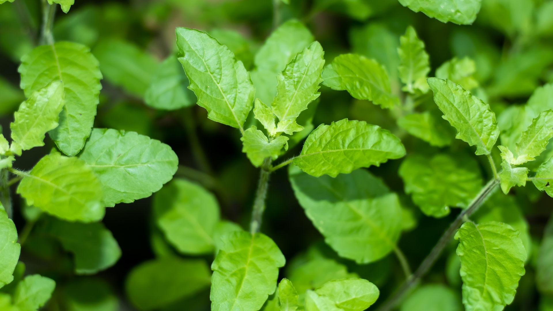 The Queen of Herbs Exploring Tulsi Benefits for Immunity, Stress, and More