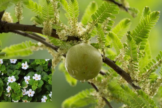 What Happens When You Mix Amla and Brahmi Together