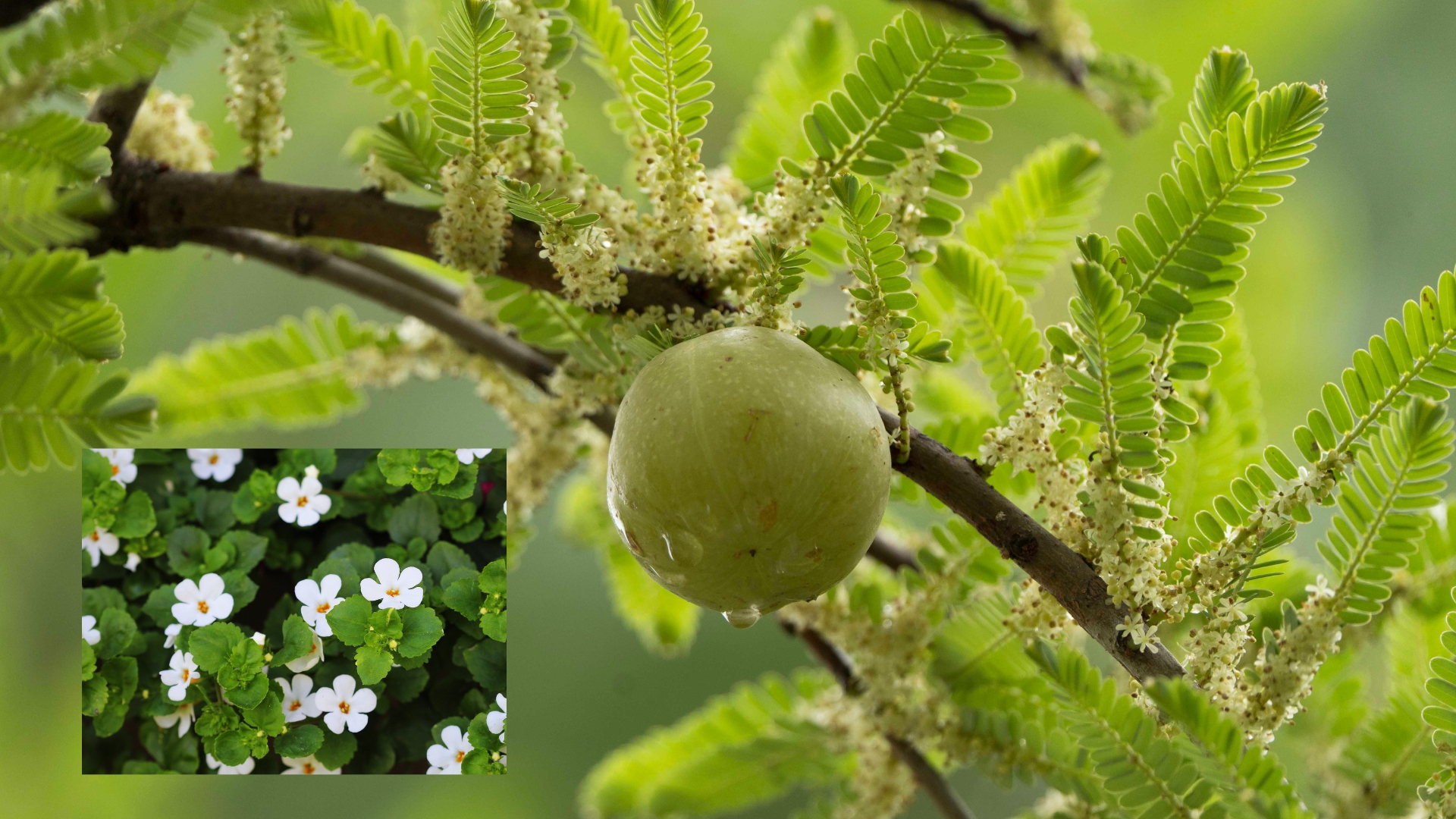 What Happens When You Mix Amla and Brahmi Together