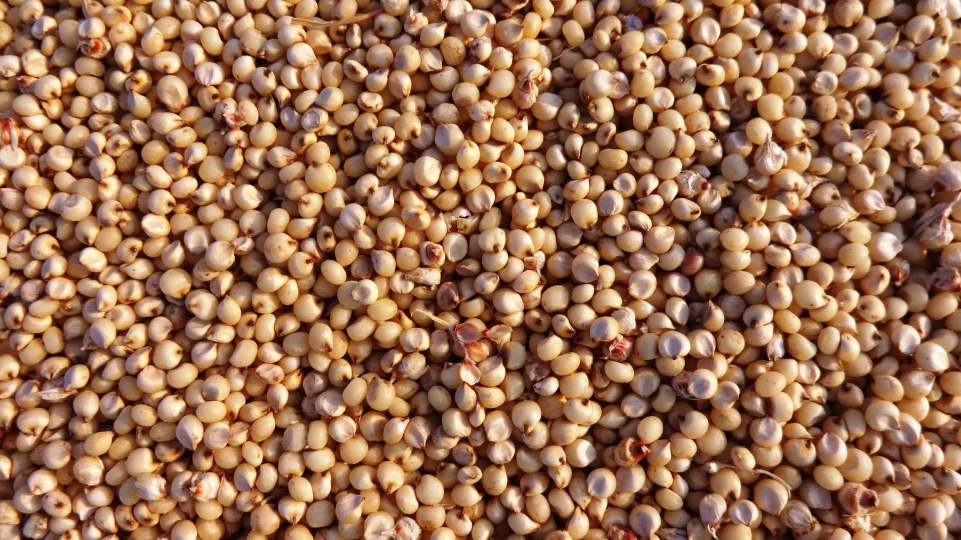This Tiny Seed Has More Protein Than You’d Expect—Meet Hemp-min