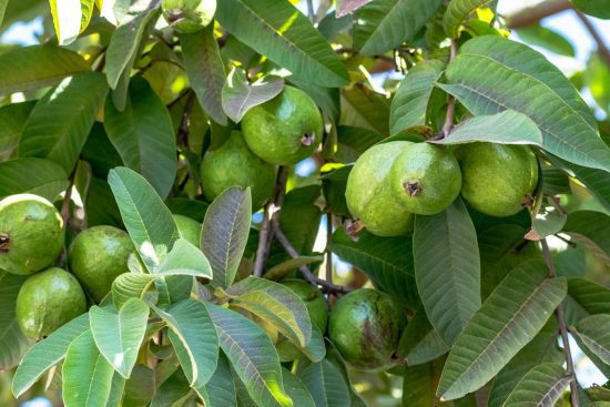 Health Benefits of Guava Fruit and Leaves-min