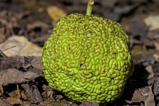 Can humans eat osage orange fruit-min