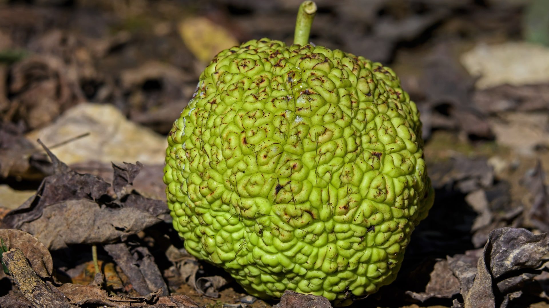Can humans eat osage orange fruit-min