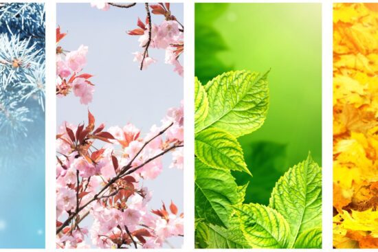 Seasonal Wellness Guides: Adapting Lifestyle to Seasons